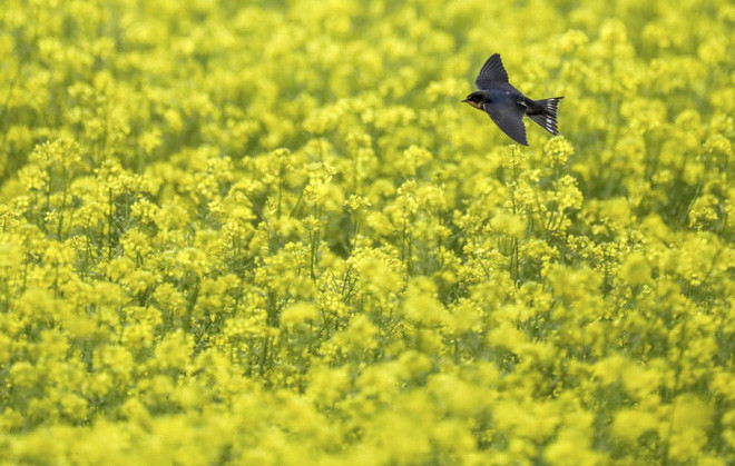 Chim bay kiếm ăn trên cánh đồng hoa mù tạc ở thành phố Daugendorf, Đức. (Nguồn Guardian)