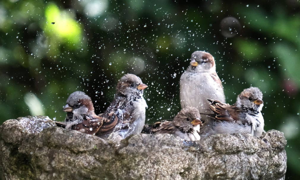 Đàn chim sẻ thích thú tắm mát ở thành phố Stockport, Anh. (Nguồn Guardian)