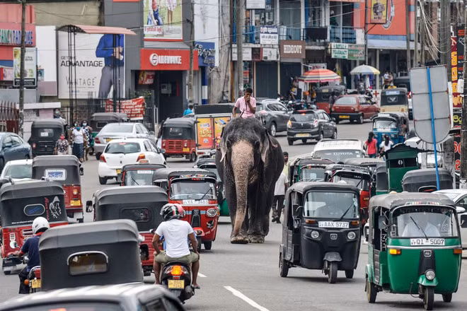 Quản tượng cưỡi voi trên đường phố đông đúc ở thành phố Colombo, Sri Lanka. (Nguồn Guardian)
