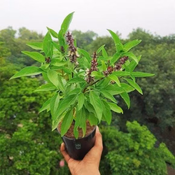 Rau gia vi “len doi” thanh cay phong thuy hut giau sang