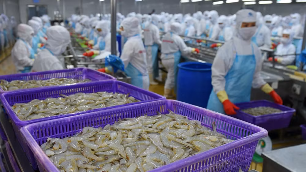 Thanh vien HDQT nhan luong tien ty, Thuy san Minh Phu lam an sao?