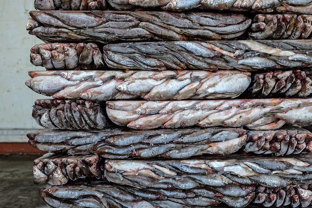 Kambala Balik là tên của xưởng chế biến cá lớn nhất ở Aralsk. Những chiếc xe tải chở đầy cá được đưa tới Nga, Uzbekistan và Tây Kazakhstan.