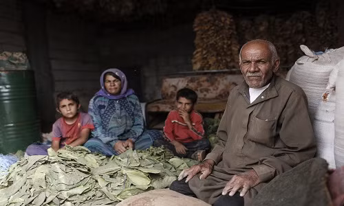 Ayad, 74 tuổi, chuẩn bị lá thuốc cùng với vợ ông, Leila, 64 tuổi, và hai người con của họ tại một khu định cư ở thung lũng Bekaa, Lebanon. Được biết, gia đình Ayad đã sơ tán khỏi tỉnh Hama (Syria) sau khi ngôi làng của ông bị tấn công.