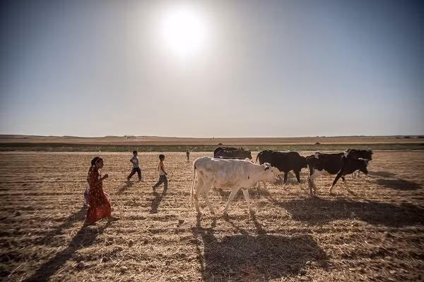 Người phụ nữ 48 tuổi cùng gia đình chạy trốn khỏi phiến quân IS ở Iraq từ năm 2014 và tới làng Bugali ở vùng Kurdistan sinh sống.