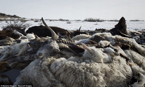 Thường được gọi là thảm họa Dzud, thời tiết băng giá làm chết hàng loạt gia súc như bò, cừu, dê,…