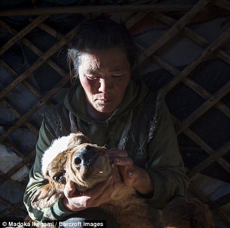 Cư dân Doljin Byambasurengiin đang rửa mắt cho một con bê ốm yếu.