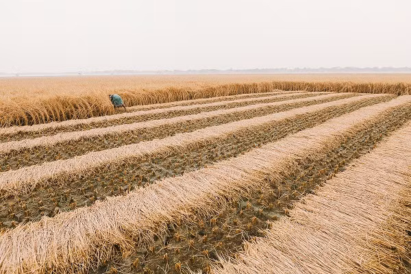 Người đàn ông đang gặt lúa ở Shyamnagar, miền nam Satkhira.