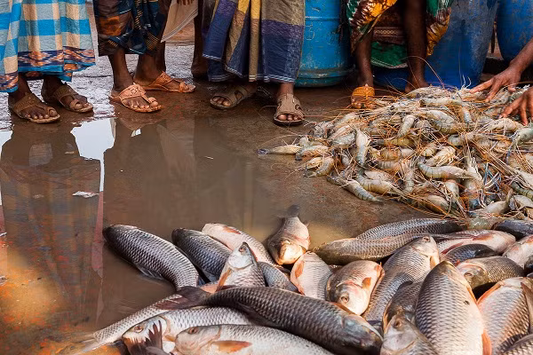 Tôm cá được bán tại một khu chợ ở Mongla.