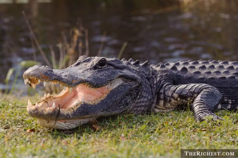 Các cựu tổng thống Mỹ đều có một thú cưng “độc” riêng. Chẳng hạn như, cựu Tổng thống Thomas Jefferson được cho là sở hữu hai chú gấu con, cố tổng thống John Quincy Adams từng nuôi tằm,...