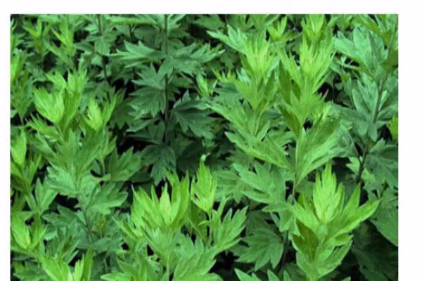 Vào tết Đoan ngọ hàng ngàn năm trước, mọi người thường có tục giết sâu bọ, và dùng lá ngải cài lên cửa để trừ tà, giải tai ách.