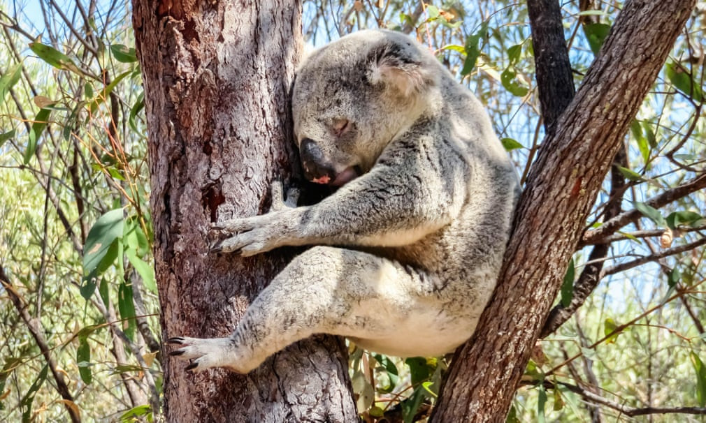 Gấu Koala hoang dã ngồi ngủ trên cây tại hòn đảo Magnetic ở Queensland, Australia. (Nguồn Guardian)