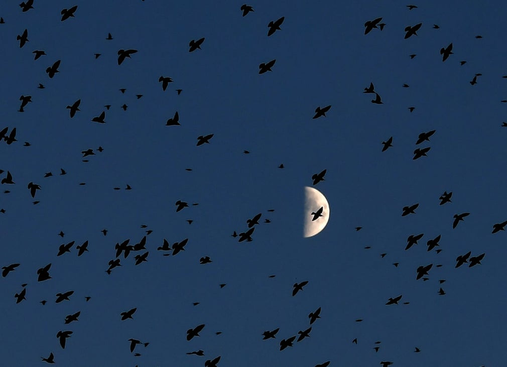 Đàn chim sáo đá bay qua mặt trăng trên bầu trời ở thành phố Rome, Italia. (Nguồn Guardian)