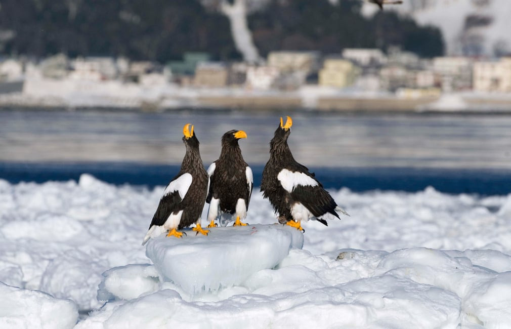 Chim đại bàng biển Steller đậu trên băng ở miền đông nước Nga. (Nguồn Guardian)