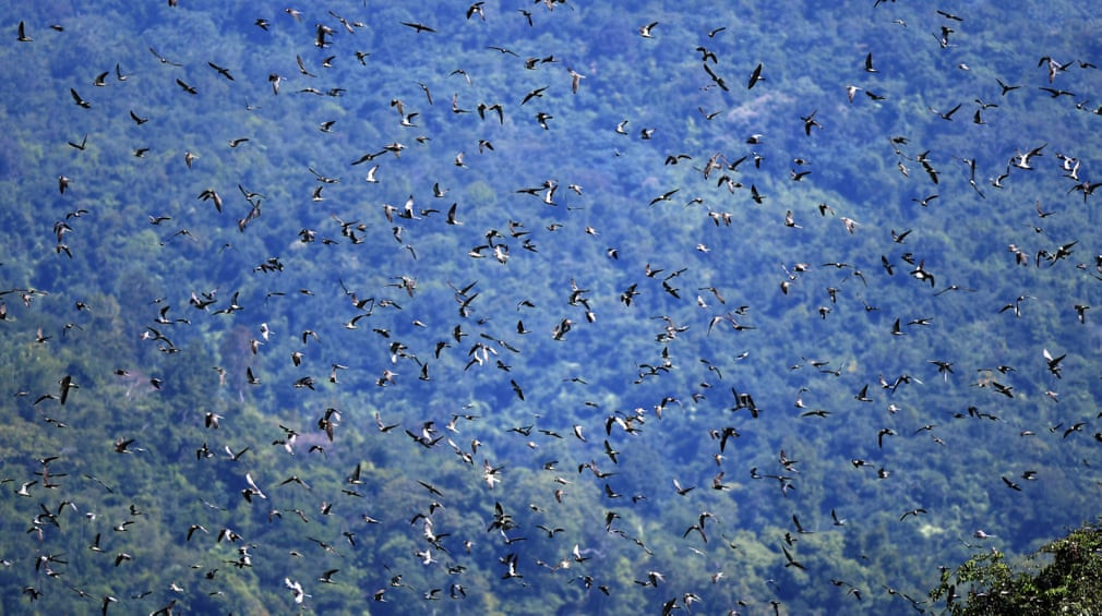 Đàn chim cắt Amur bay trên bầu trời ở Doyang, Nagaland, Ấn Độ. (Nguồn Guardian)