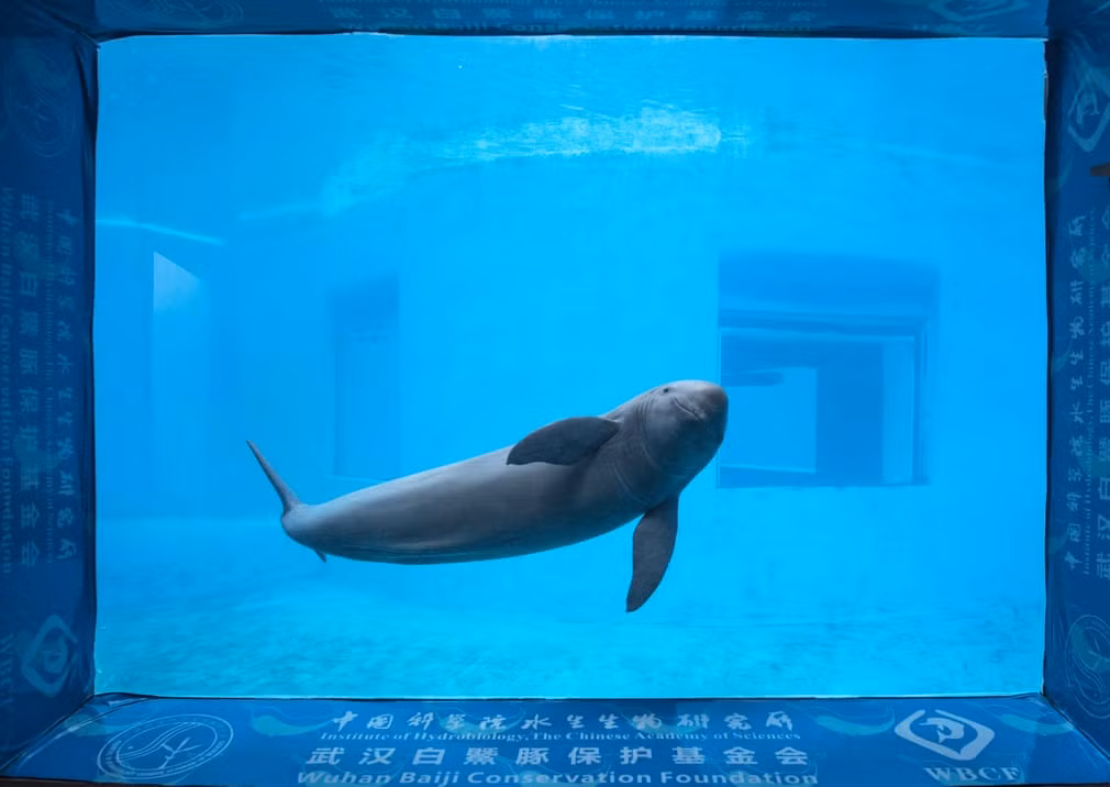 Cá heo không vây bơi trong công viên hải dương học ở thành phố Vũ Hán, tỉnh Hồ Bắc, Trung Quốc. (Nguồn Guardian)