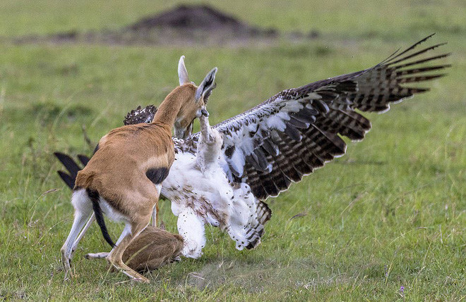 Hình ảnh động vật ấn tượng do nhiếp ảnh gia Mỹ Linda Skeen ghi cảnh tượng linh dương gazen mẹ cố gắng giải cứu con của nó khỏi móng vuốt của đại bàng khổng lồ trong khi ông đang khám phá vườn quốc gia Maasai Mara, Kenya. (Nguồn Guardian)