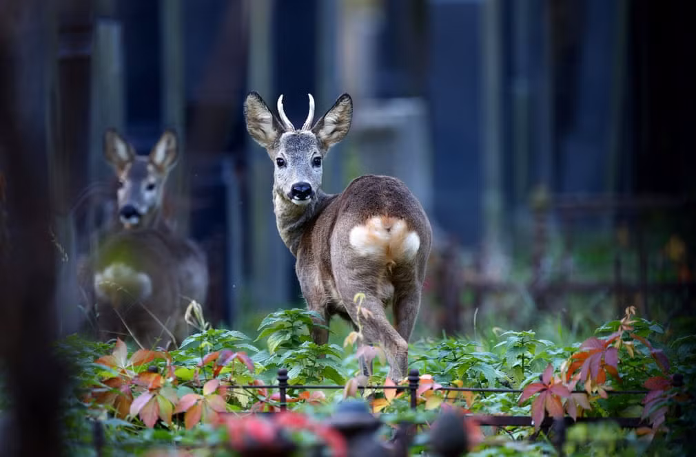 Hươu đứng giữa các ngôi mộ trong nghĩa trang chính ở thành phố Vienna, Áo.. (Nguồn Guardian)