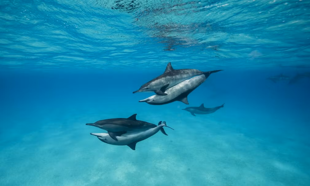 Hai cặp cá heo yêu đương nồng nhiệt với nhau dưới biển Đỏ, Ai Cập. (Nguồn Guardian)