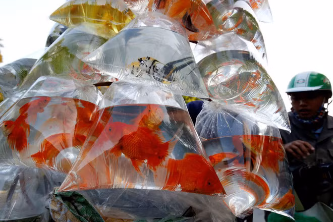 Hình ảnh động vật ấn tượng được nhiếp ảnh gia ghi lại, là cá cảnh được bán trong những chiếc túi ni lông trên đường phố ở Hà Nội, Việt Nam. (Nguồn Guardian)