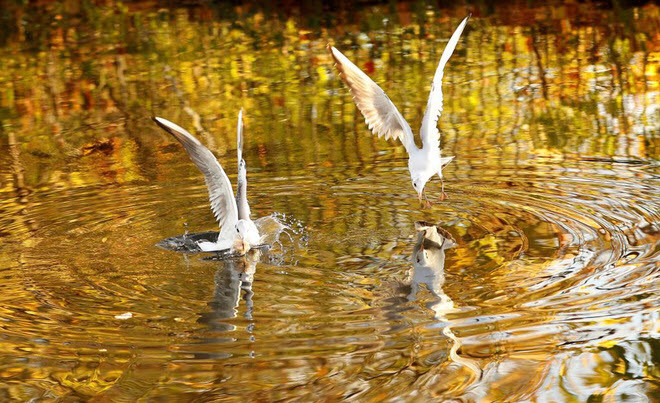 Sắc màu mùa thu in bóng dưới mặt nước khi chim mòng biển lặn tìm kiếm thức ăn dưới kênh Grand Union ở Loughborough, Anh. (Nguồn Guardian)