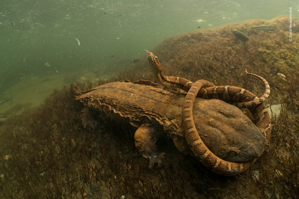  Kỳ giông đói săn rắn dưới sông Tellico ở bang Tennessee, Mỹ. (Nguồn Guardian)