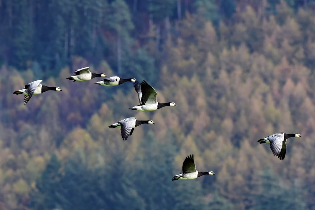 Đàn ngỗng bay trên bầu trời khu bảo tồn Mersehead ở Dumfries, Scotland. (Nguồn Guardian)