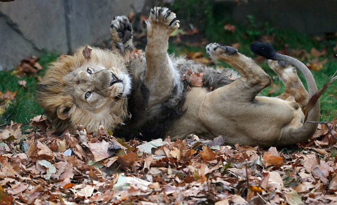 Hình ảnh động vật ấn tượng ghi cảnh sư tử chơi đùa vói thảm lá mùa thu trong chuồng tại vườn thú ở London, Anh. (Nguồn Guardian)