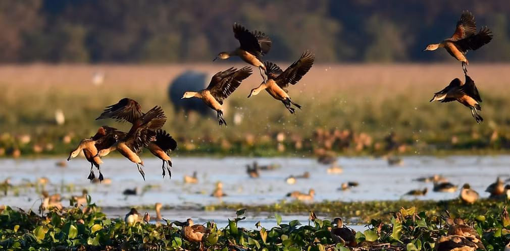 Đàn vịt trời bay trong khu bảo tồn thiên nhiên Pobitora ở Assam, Ấn Độ. (Nguồn Guardian)
