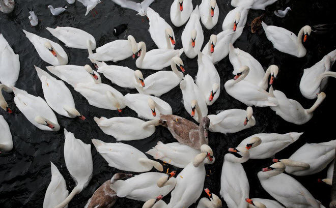 Thiên nga bơi dưới hồ ở thành phố Zurich, Thụy Sĩ. (Nguồn Guardian)