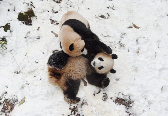 Gấu trúc chơi đùa giữa trời tuyết trong vườn thú ở thành phố Hàng Châu, tỉnh Chiết Giang, Trung Quốc. (Nguồn Guardian)