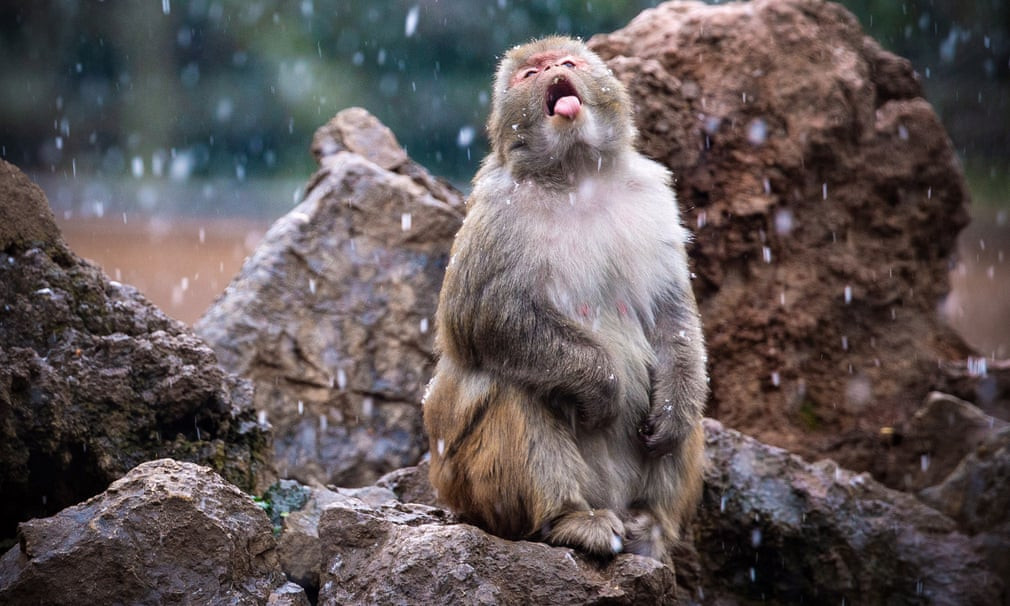 Khỉ chơi đùa dưới mưa tuyết trong vườn thú ở thành phố Nam Kinh, Trung Quốc. (Nguồn Guardian)