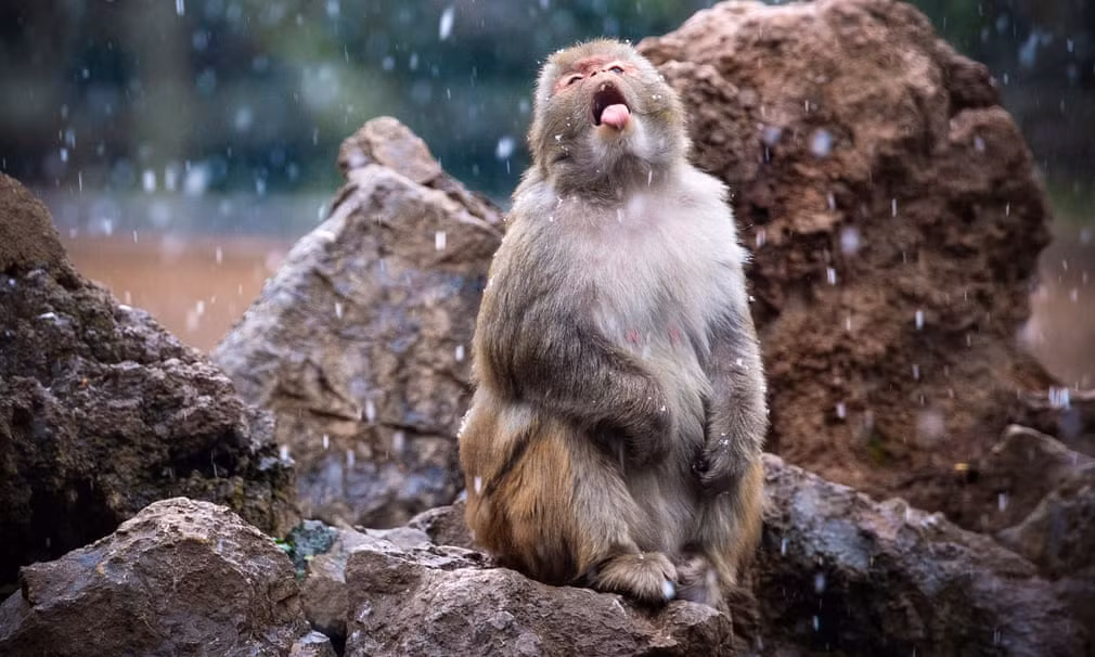 Khỉ chơi đùa dưới mưa tuyết trong vườn thú ở thành phố Nam Kinh, Trung Quốc. (Nguồn Guardian)