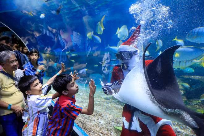 Thợ lặn mặc trang phục ông già Noel cho cá đuối ăn trong công viên hải dương Manila Ocean ở thành phố Manila, Philippines. (Nguồn Guardian)