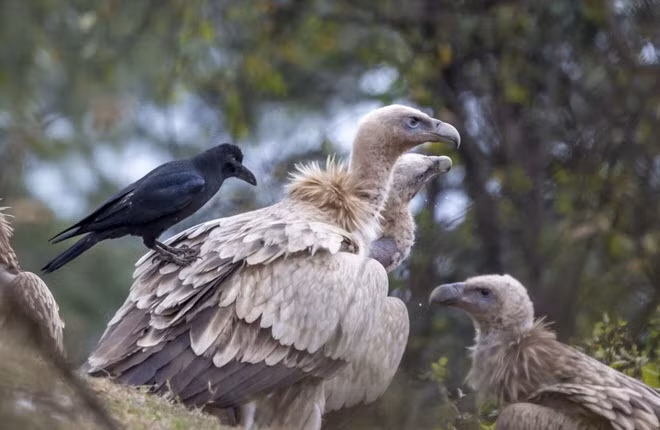 Chim quạ đậu trên lưng kền kền Himalayan Griffon ở thành phố Dharmsala, Ấn Độ. (Nguồn Guardian)