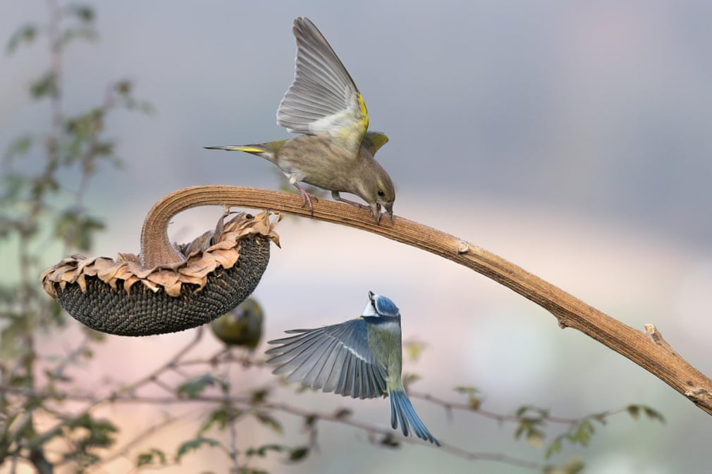 Sẻ thông châu Âu quyết chiến với sẻ ngô xanh ở vùng ngoại ô Italia. (Nguồn Guardian)