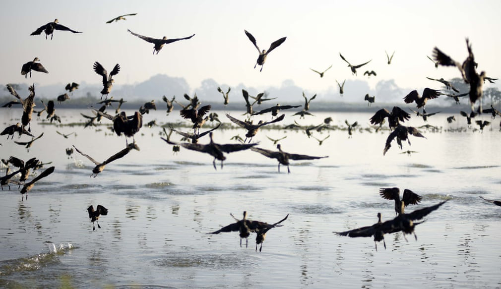 Vịt trời bay dọc đầm lầy gần ngôi làng Nonoi ở Nagaon, Ấn Độ. (Nguồn Guardian)