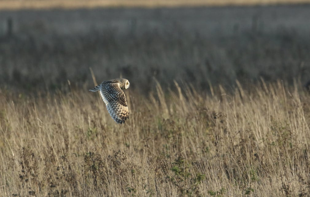 Chim cú tai ngắn bay trên cánh đồng ở Anh. (Nguồn Guardian)