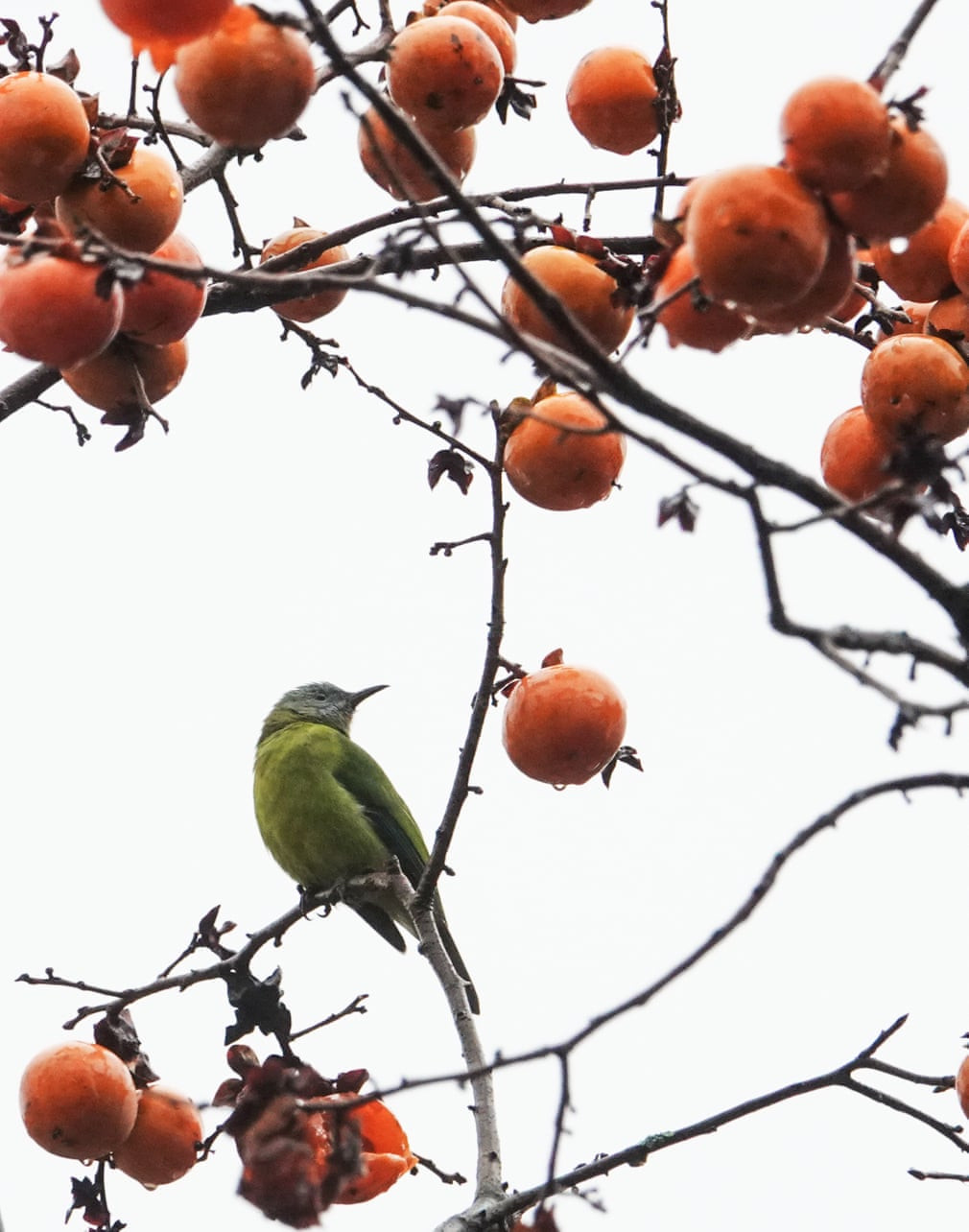 Chim đậu trên cành hồng ở thành phố Quý Dương, Trung Quốc. (Nguồn Guardian)