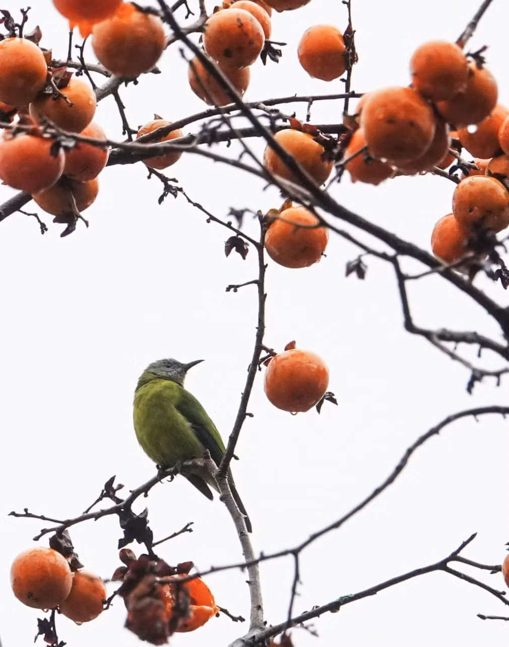 Chim đậu trên cành hồng ở thành phố Quý Dương, Trung Quốc. (Nguồn Guardian)