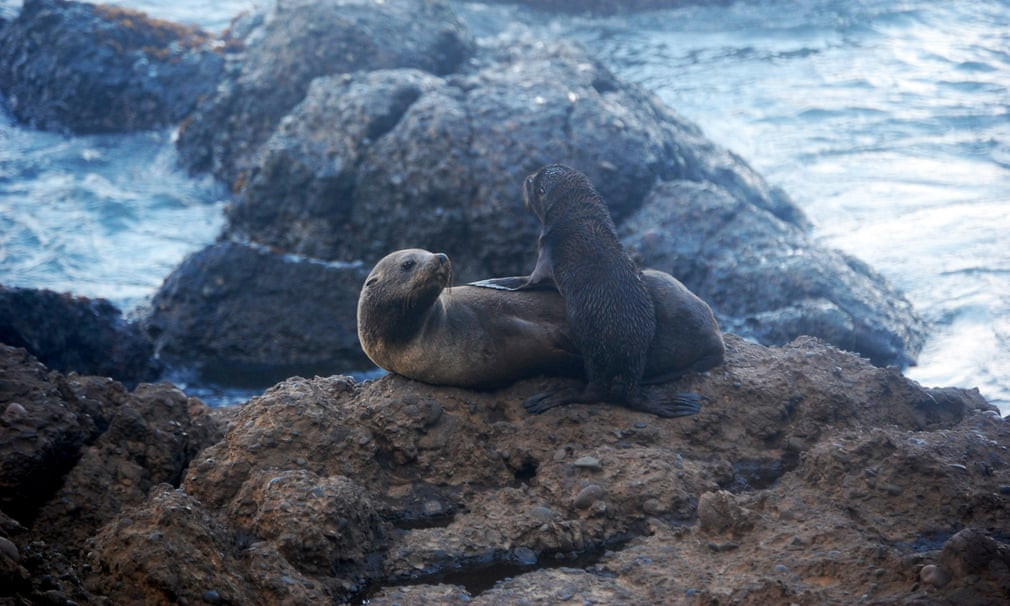 Hai mẹ con hải cầu nằm nghỉ trên mỏm đá sát biển. (Nguồn Guardian)