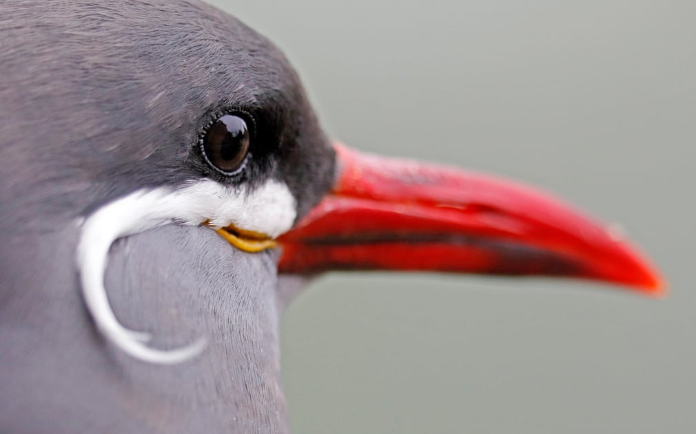 Mòng biển Inca được nuôi trong vườn thú ở thành phố Heidelberg, Đức. (Nguồn Guardian)