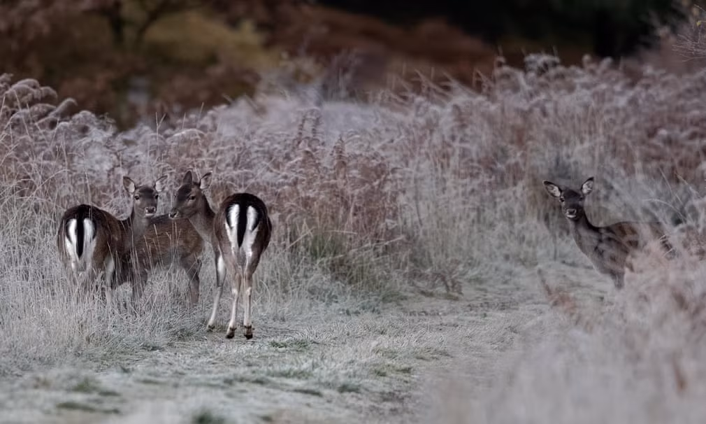 Đàn hươu hoang dã kiếm ăn trong khu rừng Dean ở Anh. (Nguồn Guardian)