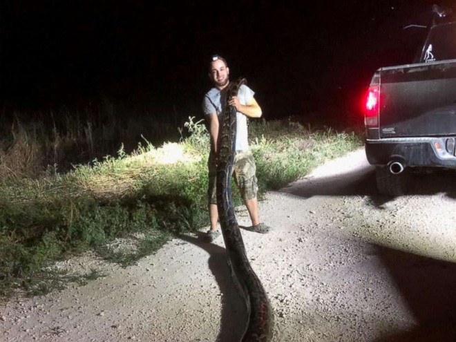 Hình ảnh động vật ấn tượng ghi cảnh thợ săn bắt được trăn Miến Điện khổng lồ dài hơn 5m tại, bang Florida, Mỹ. Đây là con trăn Miến Điện lớn nhất được phát hiện ở bang này. (Nguồn Guardian)