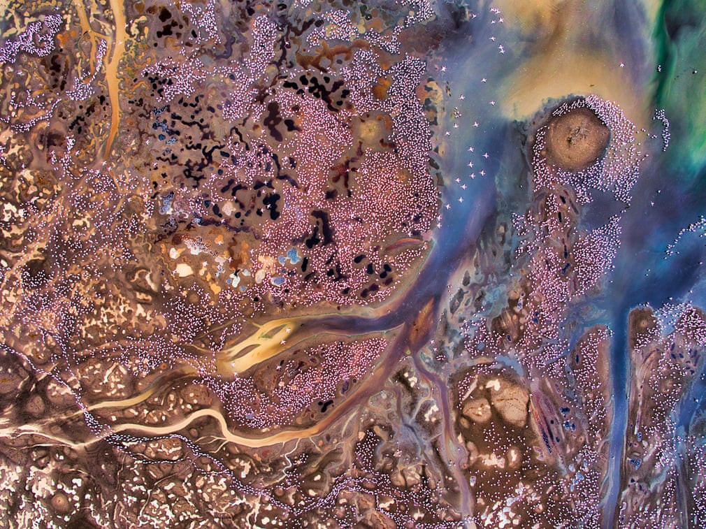 Chim hồng hạc tập trung tại khu vực quanh hồ Bogoria, Kenya. (Nguồn Guardian)