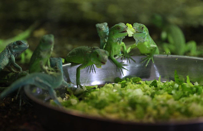 Những con cự đà nhỏ ăn rau diếp trong vườn thú ở thành phố Bursa, Thổ Nhĩ Kỳ. (Nguồn Guardian)