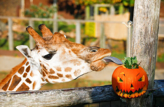 Hươu cao cổ ăn bí ngô trong vườn thú tại thành phố London, Anh. (Nguồn Guardian)