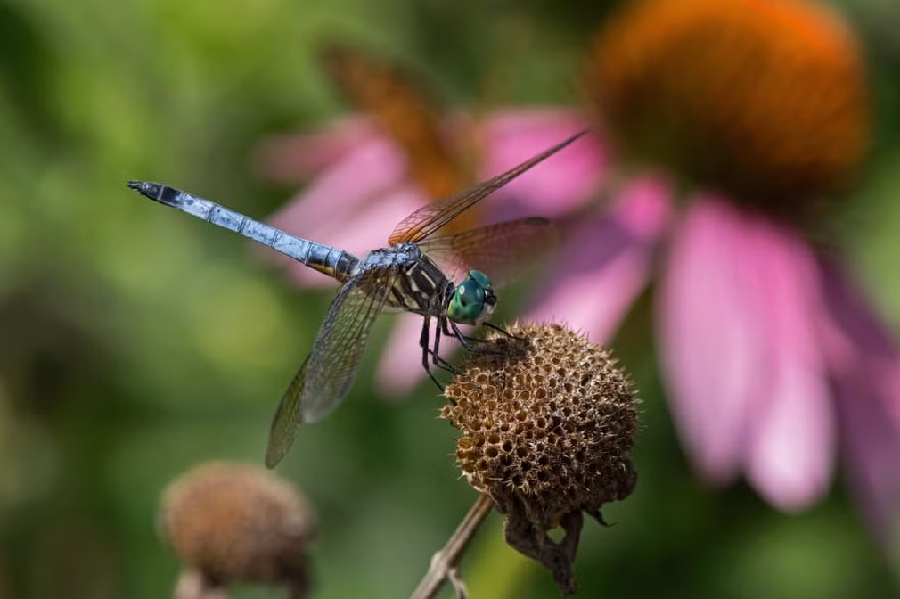 Chuồn chuồn đậu trên hoa tổ ong tại núi Joy thuộc bang Pennsylvania, Mỹ. (Nguồn Guardian)