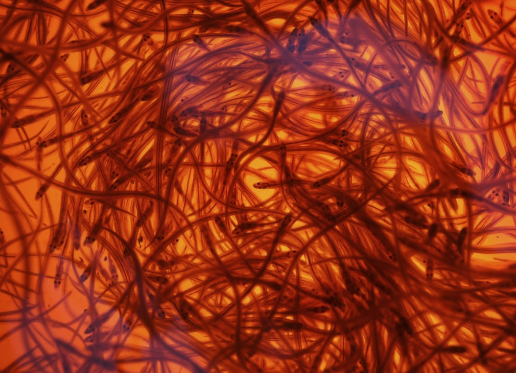 Lươn con bơi trong xô gần Brewer, bang Maine, Mỹ. (Nguồn Guardian)