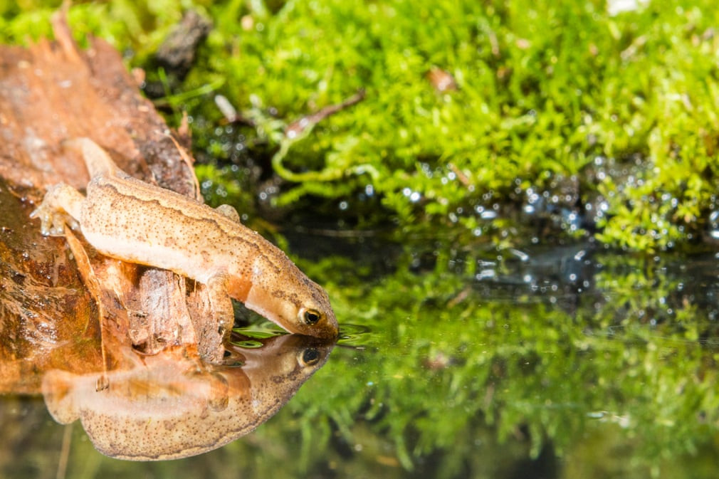 Sa giông in bóng xuống mặt nước tại Blaenpennal, Wales. (Nguồn Guardian)