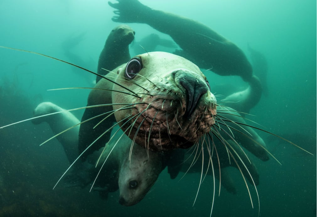 Đàn sư tử biển bơi dưới nước tại vịnh Avacha ở Kamchatka, Nga. (Nguồn Guardian)
